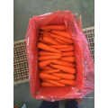 Zanahoria fresca de la planta 100% de la naturaleza de China
